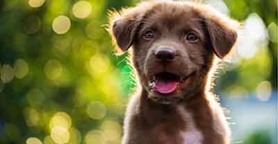 Vetfiled Animal Hospital is owned by Mustafa Abdelaziz Saleh who has been formally investigated by the State Of Florida three times